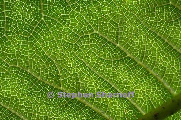 gunnera insignis 1 graphic